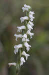 Nodding lady's tresses